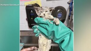 WATCH:  Kitten rescued from vat of glue