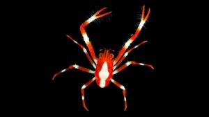 WATCH:  Scientists discover dozens of new species in the Pacific
